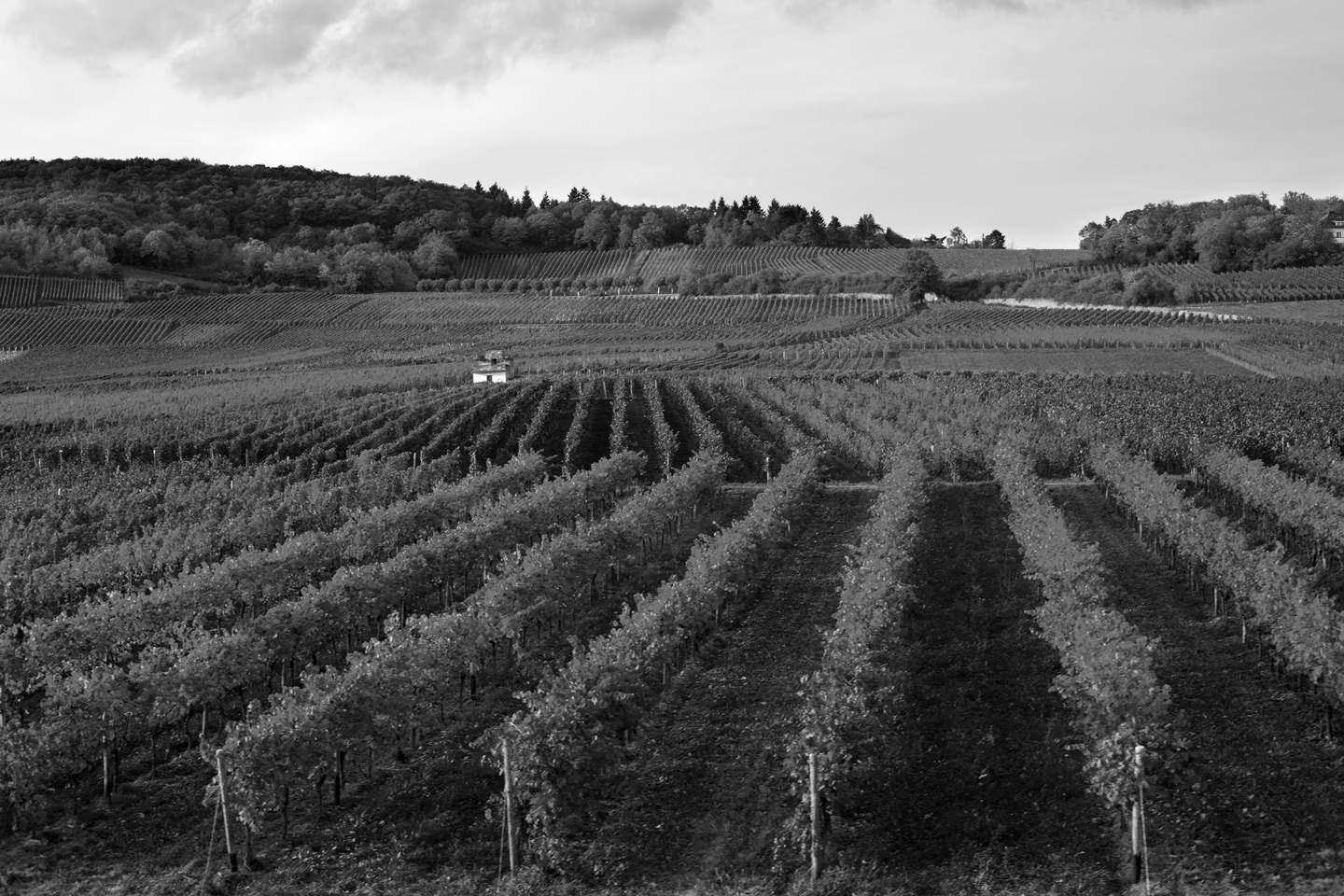 Presto i nostri vini sulla tua tavola